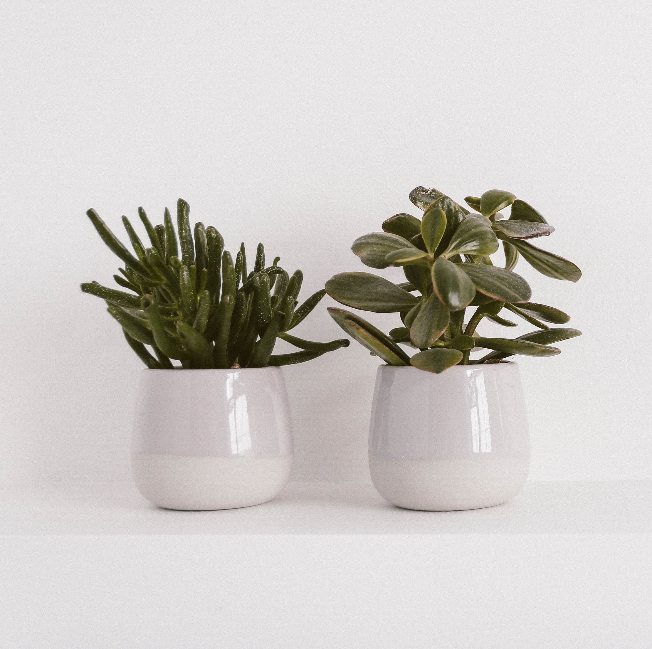 Planters and Flower Pots