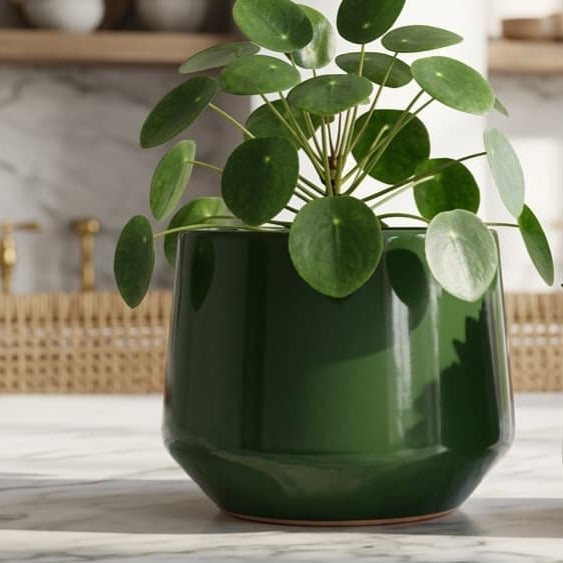 Two green ceramic planters on a marble countertop in a bright kitchen setting. The larger planter holds a round-leaf succulent, and the smaller planter holds a small succulent with tiny pink flowers.