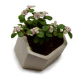 Hexagonal Contemporary Design Planter