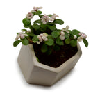 Hexagonal Ceramic Coupe Design Planter