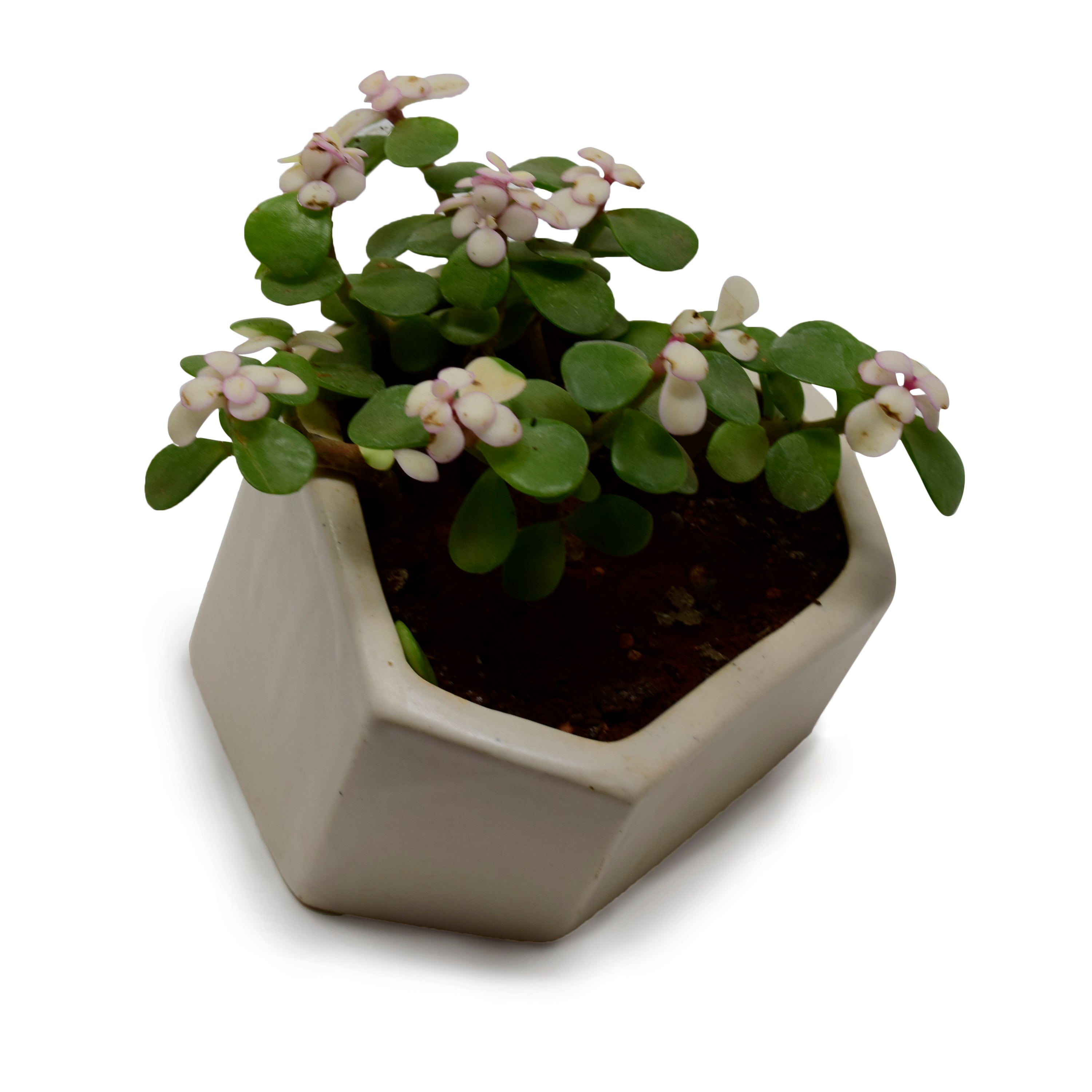 Hexagonal Contemporary Design Planter