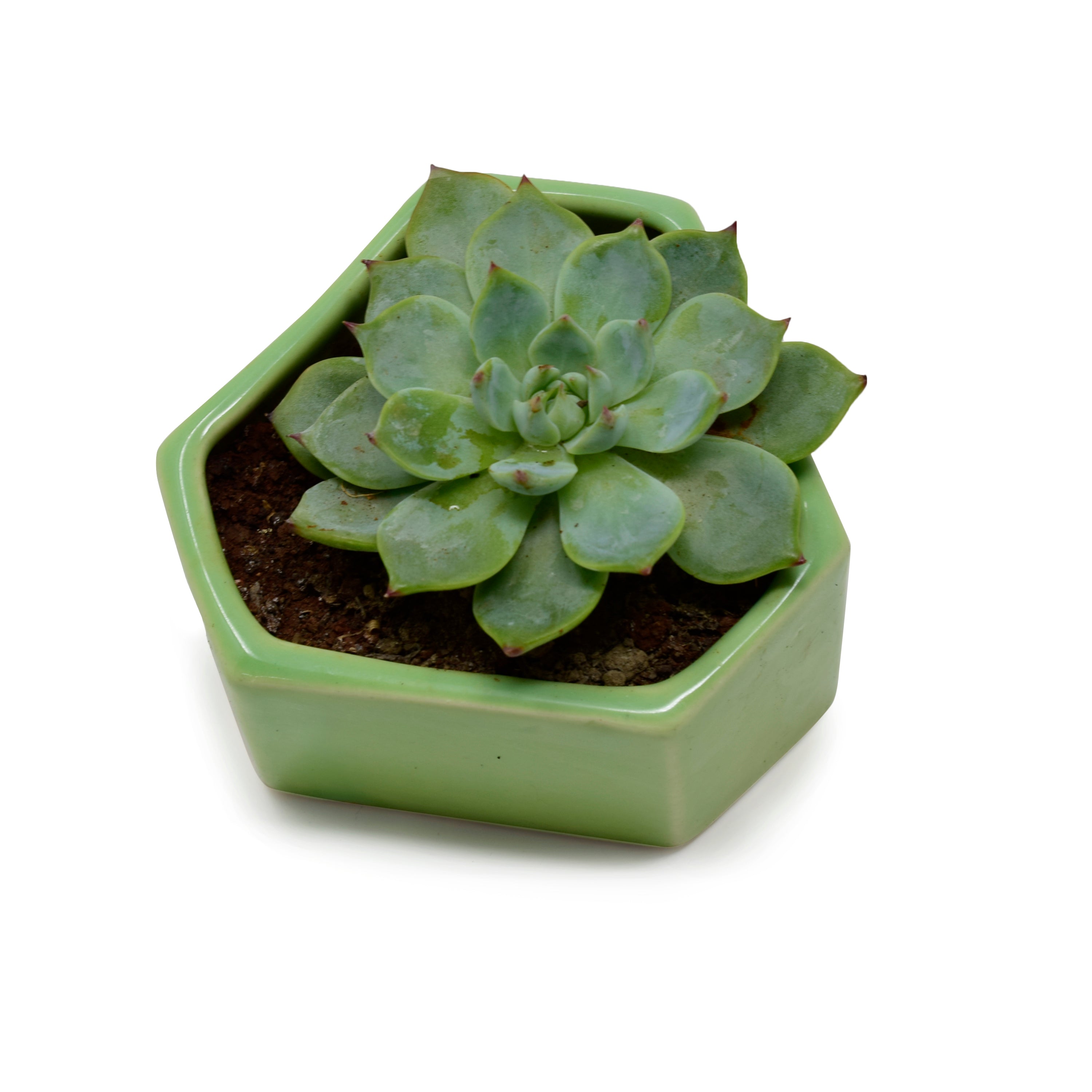 Hexagonal Contemporary Design Planter