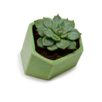 Hexagonal Ceramic Coupe Design Planter