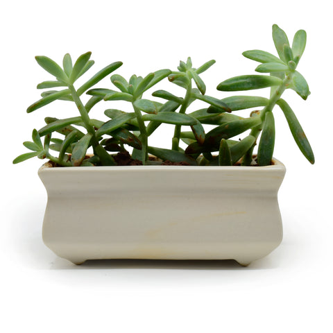 Rectangular Succulent Planter Pot