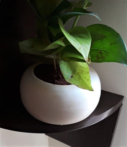 Stoneware Ceramic Bonsai Succulent Planter Plant Container